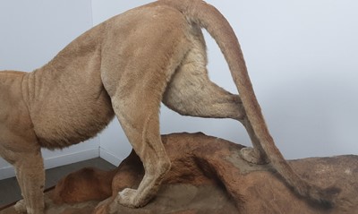 Lot 171 - TAXIDERMY MOUNTAIN LION BY LEN MURPHY PINE RIDGE TAXIDERMY