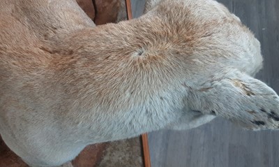 Lot 171 - TAXIDERMY MOUNTAIN LION BY LEN MURPHY PINE RIDGE TAXIDERMY