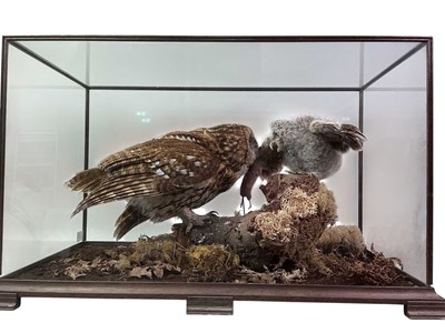 Lot 1602 - TAXIDERMY, TAWNY OWL DISPLAY