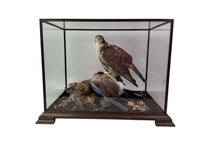 Lot 1601 - TAXIDERMY, SPARROWHAWK AND JAY DISPLAY