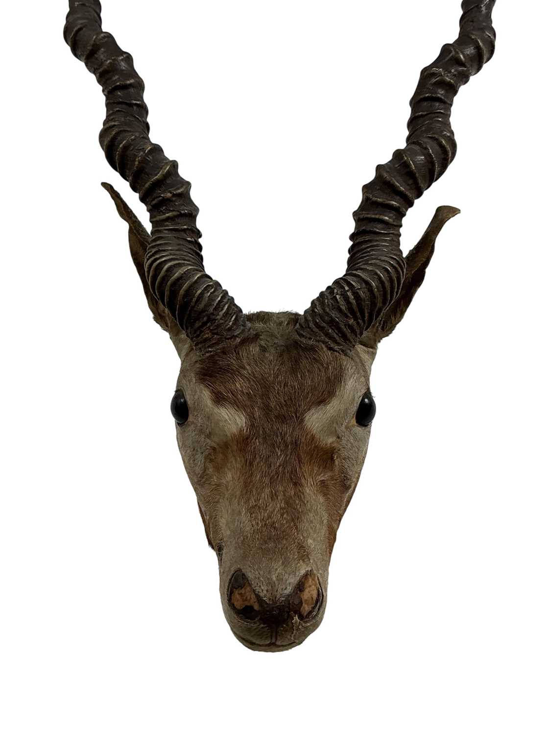 Lot 174 - TAXIDERMY, BLACKBUCK ANTELOPE