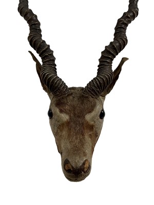 Lot 174 - TAXIDERMY, BLACKBUCK ANTELOPE
