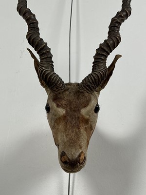 Lot 174 - TAXIDERMY, BLACKBUCK ANTELOPE
