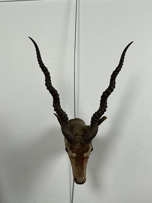 Lot 174 - TAXIDERMY, BLACKBUCK ANTELOPE