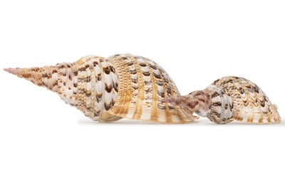 Lot 1305 - TWO TRITON'S TRUMPET (CHARONIA TRITONIS) SHELLS