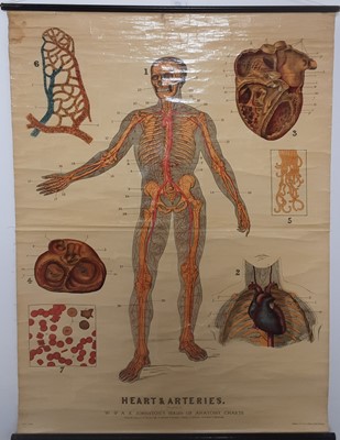 Lot 1361 - ANATOMICAL DIAGRAM
