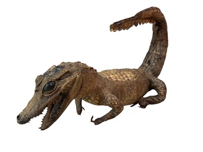 Lot 557 - TAXIDERMY: CAIMEN CROCODILUS