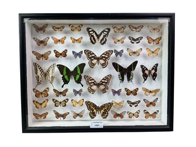 Lot 1583 - COLLECTION OF BUTTERFLY AND MOTH SPECIMENS