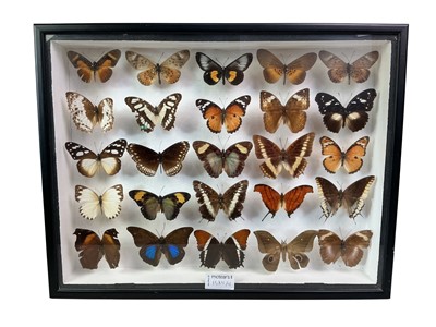 Lot 1584 - COLLECTION OF BUTTERFLY AND MOTH SPECIMENS