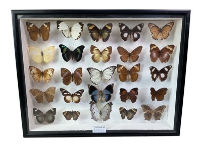 Lot 1585 - COLLECTION OF BUTTERFLY AND MOTH SPECIMENS