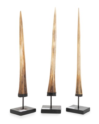 Lot 1823 - THREE MARLIN TUSKS