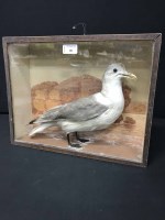 Lot 201 - TWO TAXIDERMY CASES WITH A SNIPE AND A GULL (2)