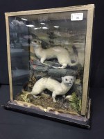 Lot 202 - TAXIDERMY CASE WITH TWO STOATS