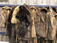 Lot 484 - LARGE LOT OF FUR COATS AND JACKETS