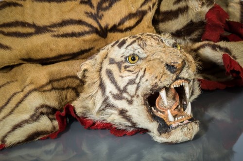 Lot 985 - EARLY 20TH CENTURY TIGER SKIN AND MOUNTED HEAD...