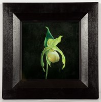 Lot 2306 - * ERNESTO VAZ, CYPRIPEDIUM ''PASTEL''...