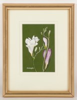 Lot 2356 - * FRANK COLCLOUGH, COSMOS, FRESIA,...