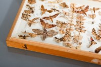 Lot 758 - TWO LEPIDOPTERA SPECIMEN BOXES containing...