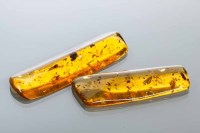 Lot 2208 - TWO UNMOUNTED AMBER SPECIMENS with insect...