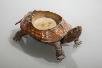 Lot 755 - VICTORIAN TAXIDERMY TERRAPIN the shell set...