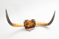Lot 799 - LARGE PAIR OF HIGHLAND COW HORNS mounted on a...