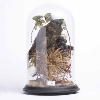 Lot 887 - VICTORIAN TAXIDERMY OF A BIRD OF PREY perched...
