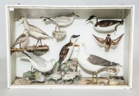 Lot 915 - 19TH CENTURY TAXIDERMY GROUP OF SEA BIRDS...