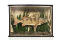 Lot 916 - LATE VICTORIAN TAXIDERMY STUDY OF A PERCH in a...