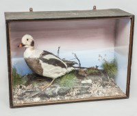 Lot 920 - TAXIDERMY STUDY OF A SEA DUCK modelled...