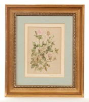 Lot 1757 - * ANDREW ALEXANDER, RED CLOVER and WILD...