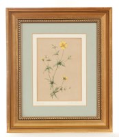 Lot 1758 - * ANDREW ALEXANDER, BITTER VETCH and TORMENTIL...