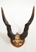 Lot 354 - AFRICAN ELAND ANTLERS on an oak shield,...