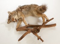 Lot 355 - TAXIDERMY MODEL OF A WOLF ON A BRANCH 90cm...