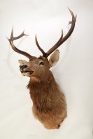 Lot 356 - EARLY 20TH CENTURY SHOULDER MOUNTED TAXIDERMY...