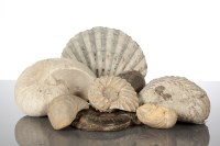 Lot 473 - COLLECTION OF CRETACEOUS, JURRASIC AND...