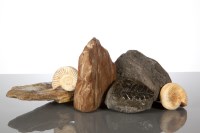 Lot 475 - COLLECTION OF FOSSILS including two fossilized...