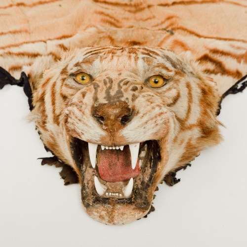 Lot 404 - TAXIDERMY TIGER SKIN RUG maker unknown, the...