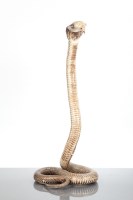 Lot 436 - VINTAGE TAXIDERMY COBRA 69cm high