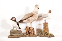 Lot 457 - COLLECTION OF TAXIDERMY including a herring...