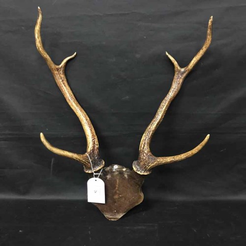 Lot 26 - STAG ANTLERS