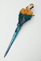 Lot 1749 - * PETER SAILES (BRITISH) PARROT hand painted...